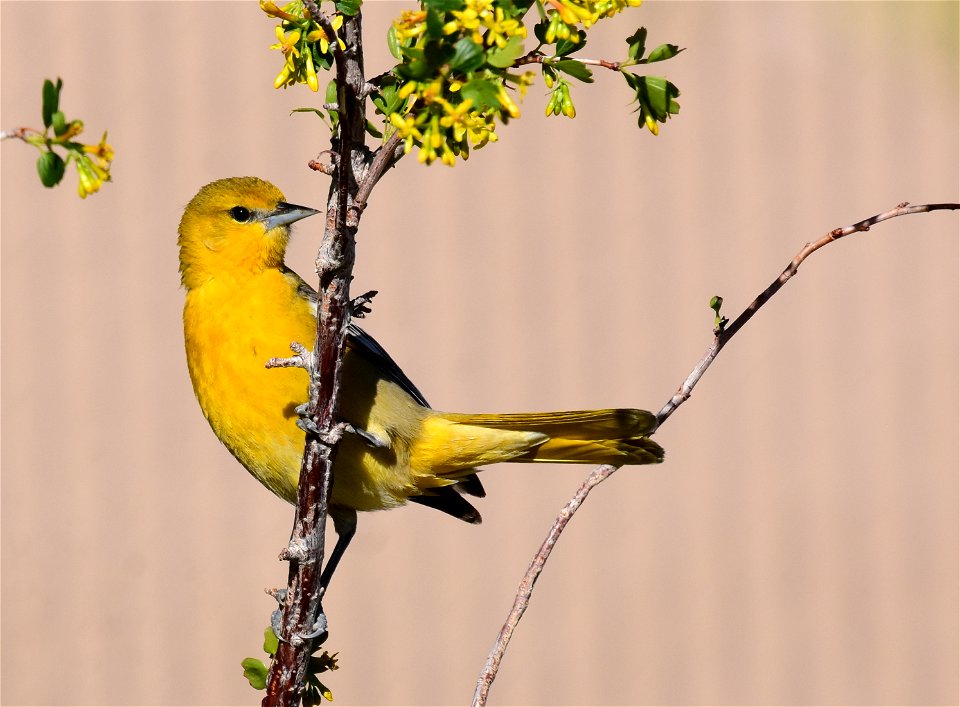 Bullock's oriole at Seedskadee National Wildlife Refuge