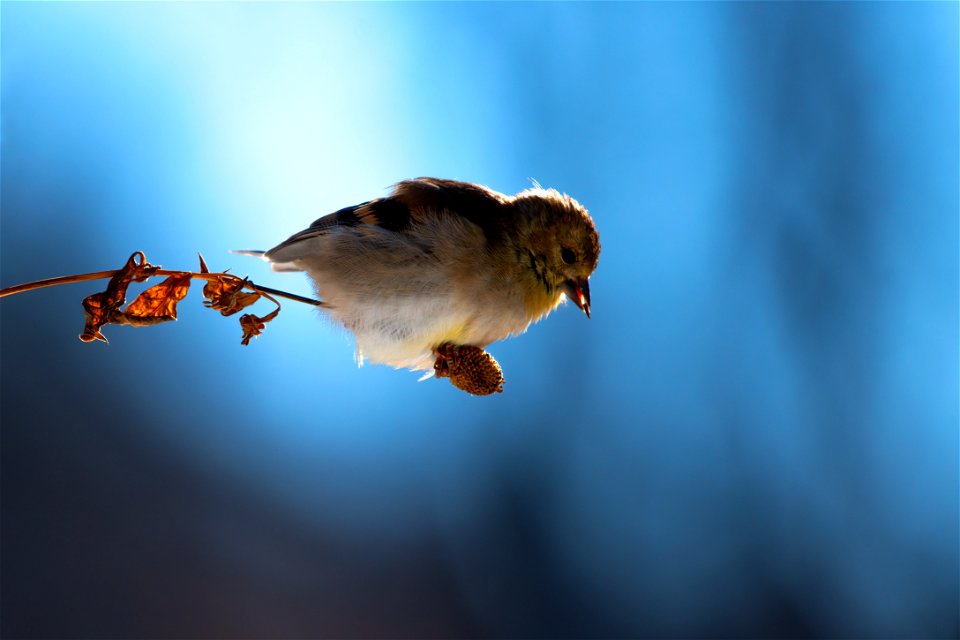 American goldfinch