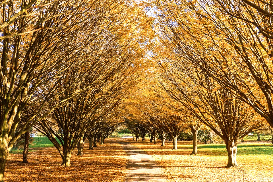 Autumn at Cobtree Manor Park Aylesford Maidstone