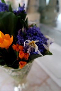 flori_flowers-花卉-2023_0225_155640