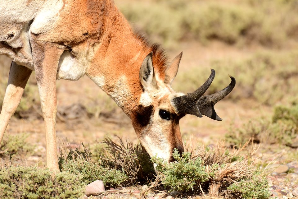 Pronghorn at Seedskadee National Wildlife Refuge