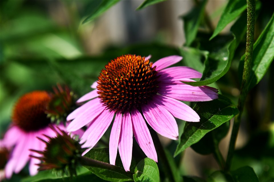 Purple coneflower photo