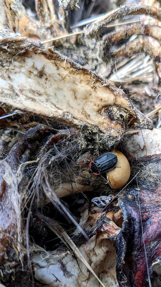 Margined carrion beetle