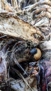 Margined carrion beetle photo