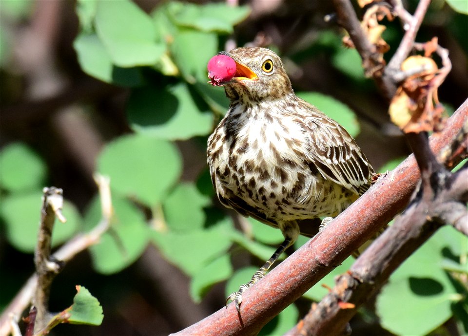 Sage thrasher at Seedskadee National Wildlife Refuge