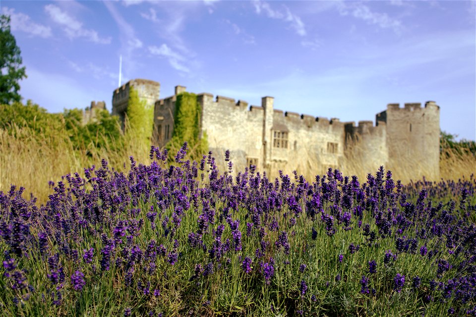 Lavender Walk