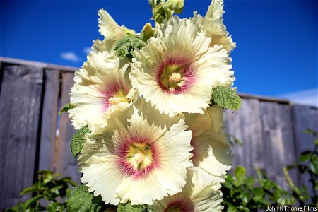 Hollyhocks