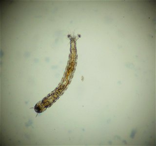 Chironomid Under a Microscope photo