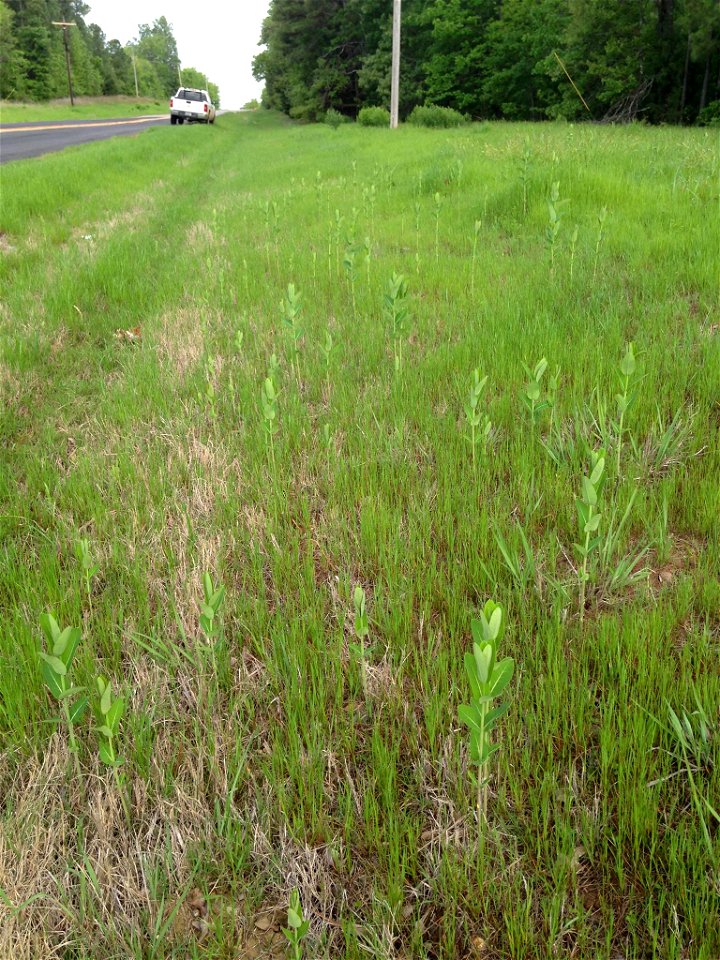 Roadside Milkweed in Arkansas