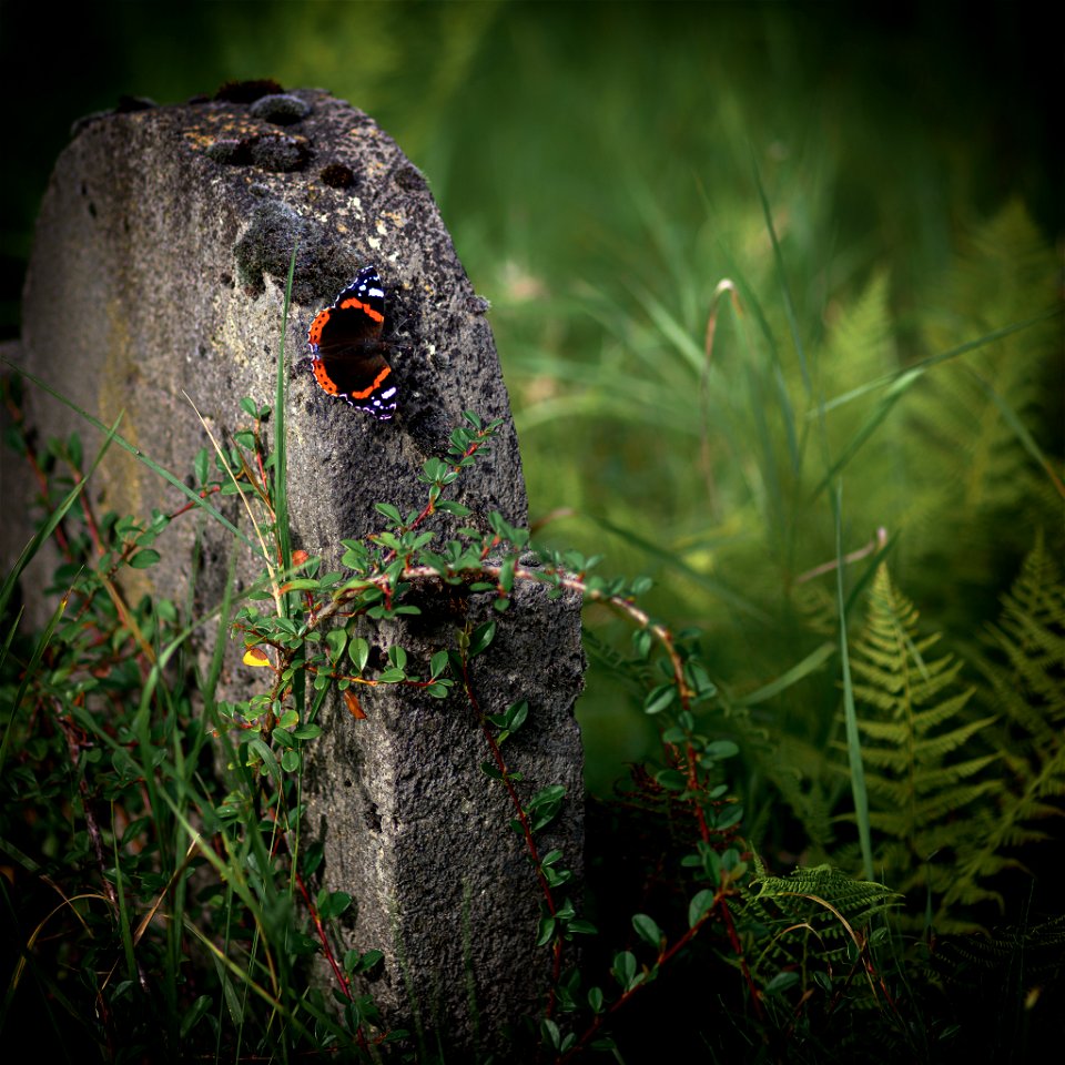 Schmetterling auf Grabstein
