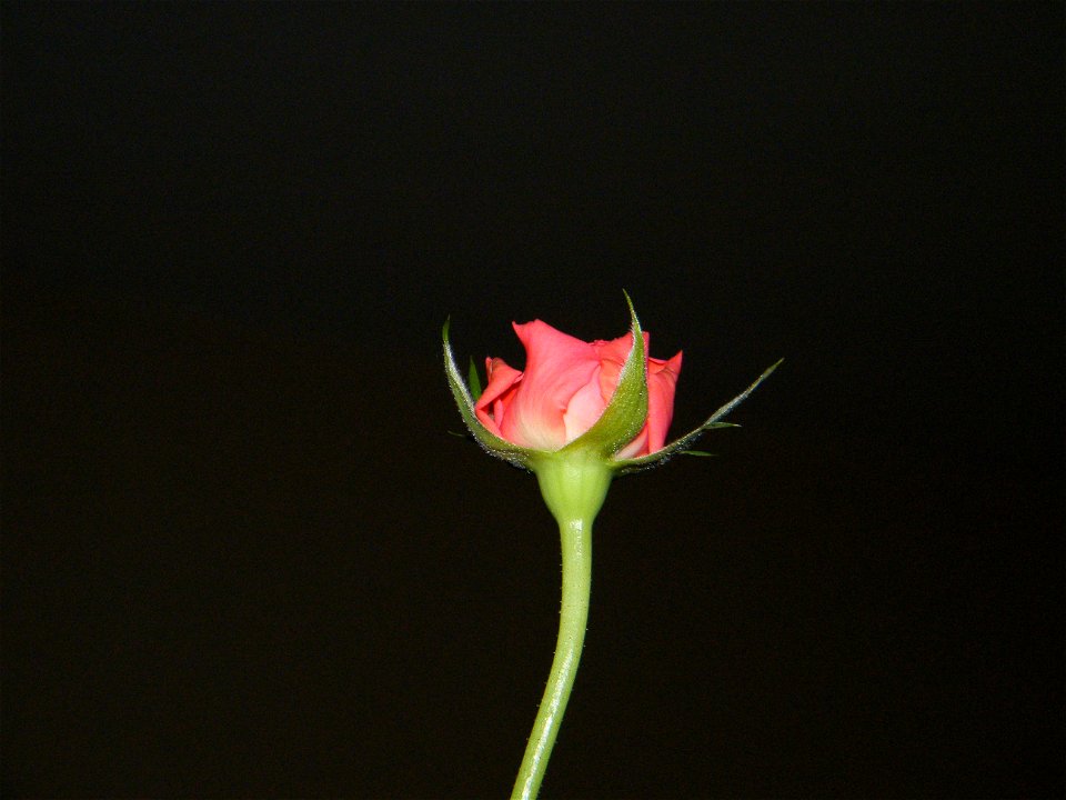 trandfmic_timelps2011_1109_002432