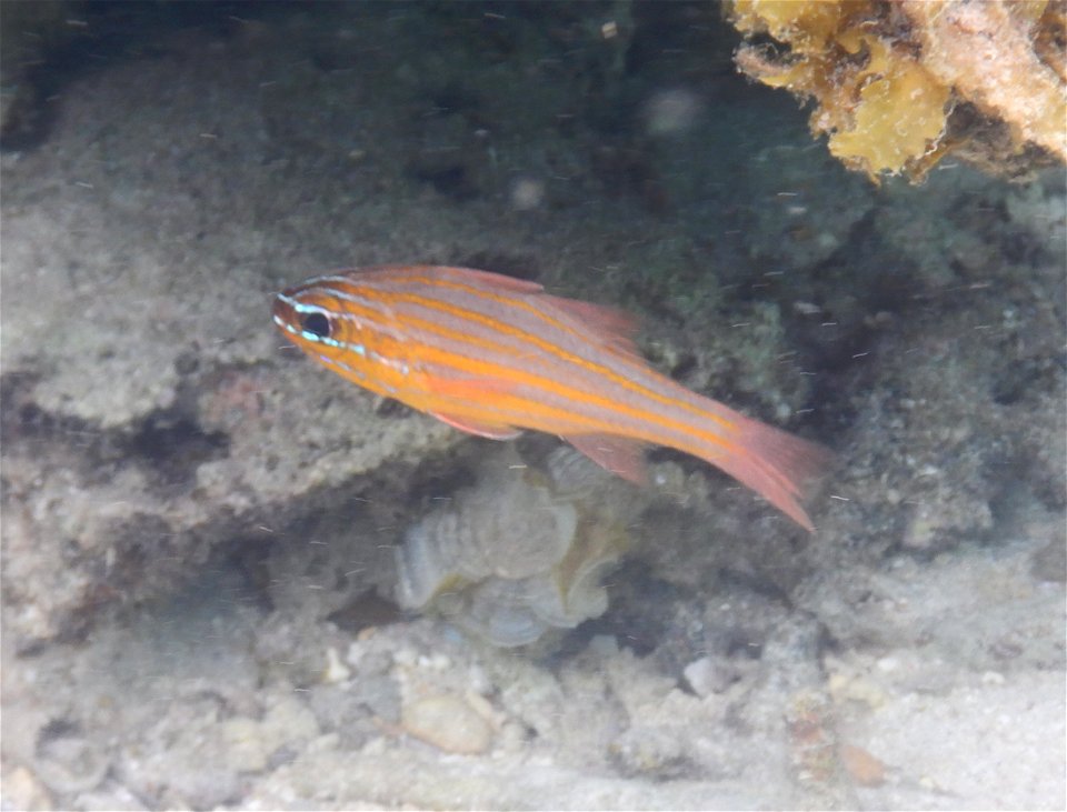 Apogon apogonides 1