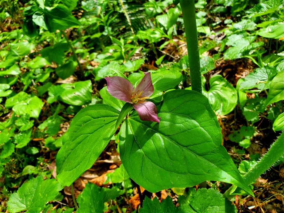 Trillium along the Beaver Lake Trail, Mt. Baker-Snoqualmie National Forest. Photo by Anne Vassar April 29, 2021. photo