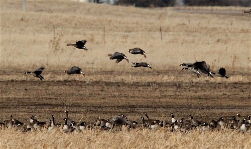 Spring Goose Migration at the Huron Wetland Management District South Dakota