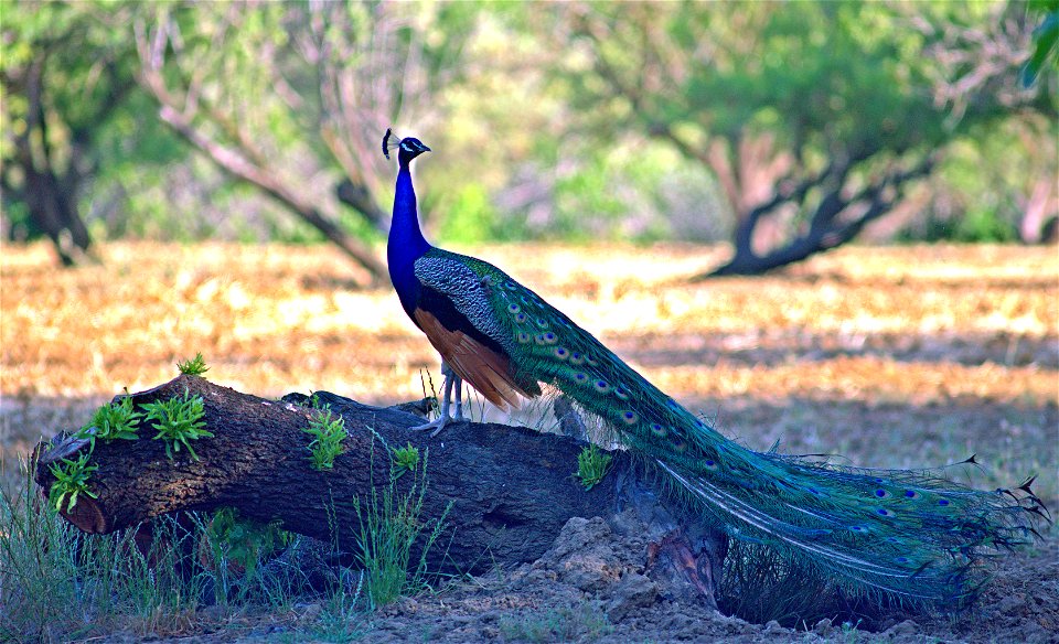 Peacock and Phoenix