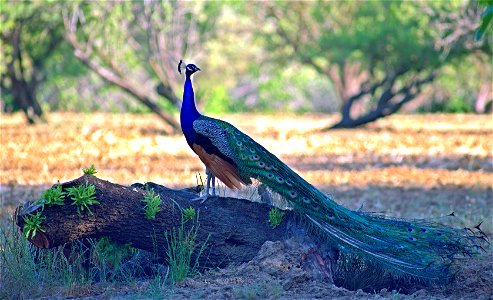 Peacock and Phoenix