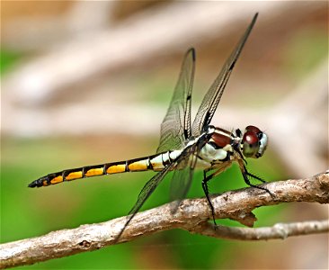 SKIMMER, GREAT BLUE ((Libellula vibrans) (05-22-2023) female, theodore roosevelt natural area, pine knoll shores, carteret co, nc -02