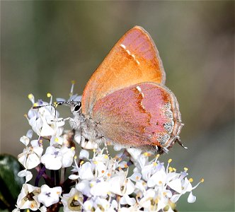HAIRSTREAK, NELSON'S JUNIPER (Callophrys gryneus nelsonii) (05-03-2022) west of o'brian on lone mt rd at or mt botanical area, josephine co, or-02
