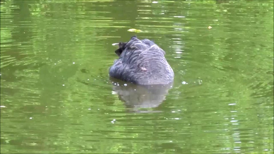 Video: Black swan searching for food in water photo