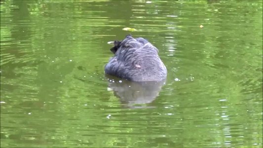 Video: Black swan searching for food in water photo