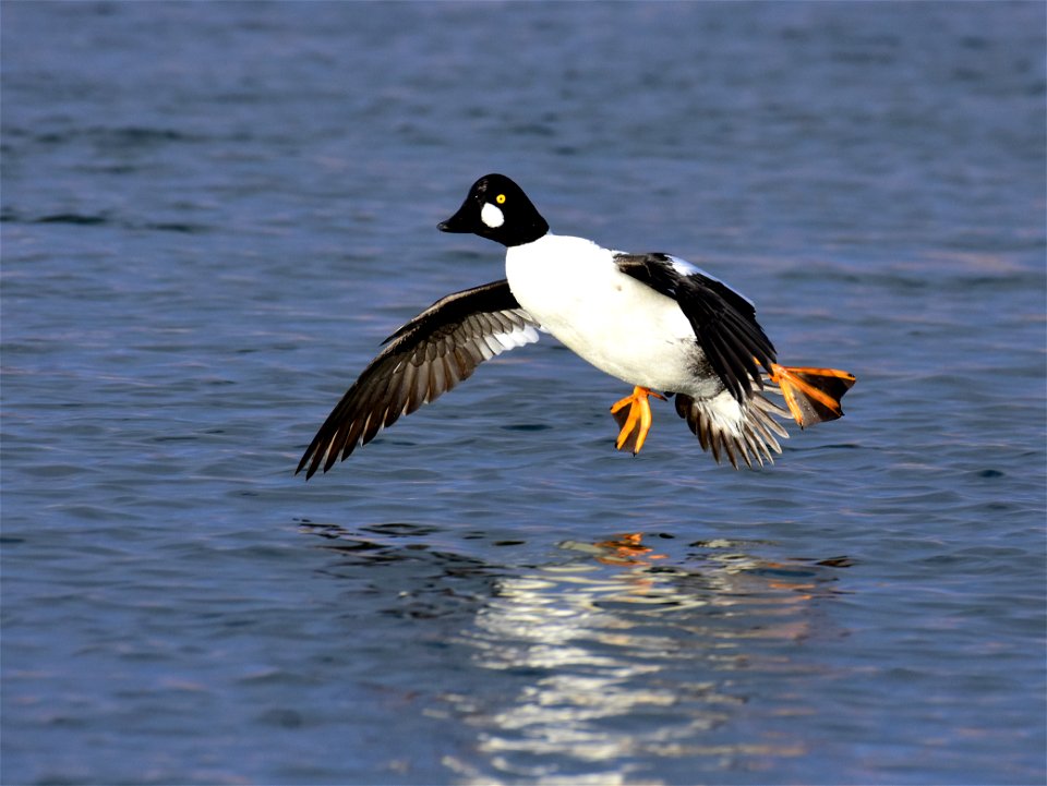 Common goldeneye at Seedskadee National Wildlife Refuge