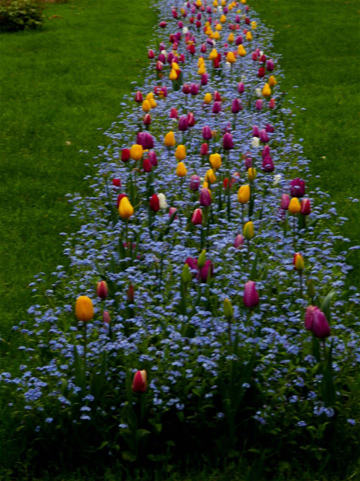 Herestrau Park in spring (62)