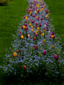 Herestrau Park in spring (62)