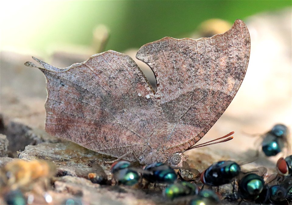 LEAFWING, PALE-SPOTTED (Anaea pithyusa) (01-01-2022) the butterfly center, mission, hidalgo co, tx -02