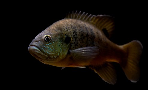 Green Sunfish (Lepomis cyanellus) photo