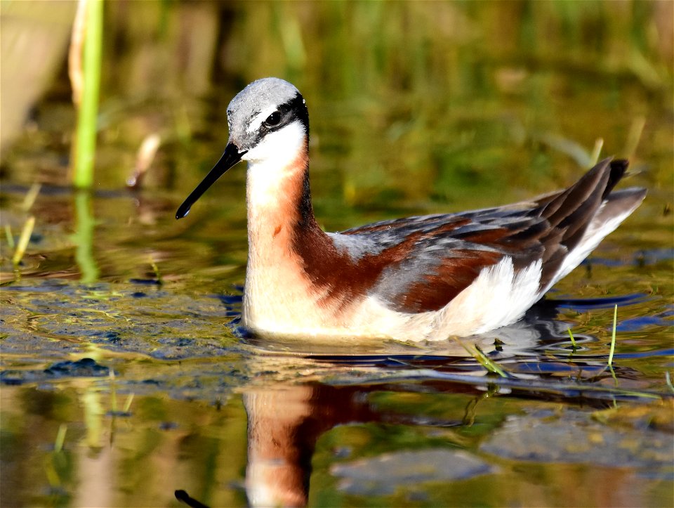 Wilson's phalarope at Seedskadee National Wildlife Refuge