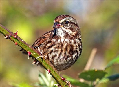 896 - SONG SPARROW (09-30-2022) point st george, del norte co, ca (1)