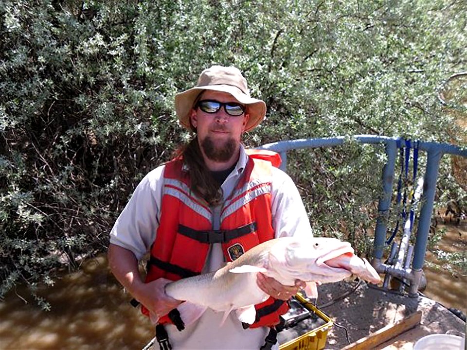Narrow escape for a roundtail chub
