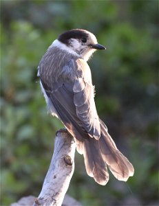 634 - CANADA JAY (07-24-2022) n of crater lake, klamath co, or -07