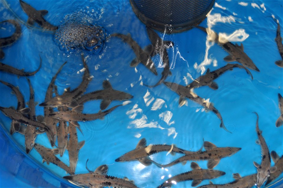 Sturgeon Streamside Rearing Unit