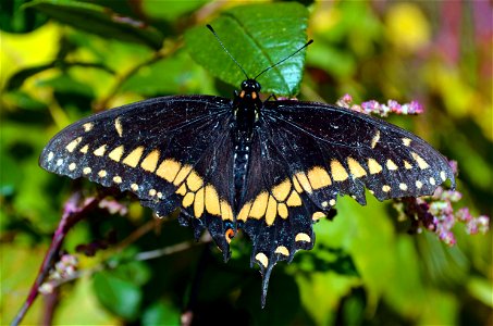 Tiger swallowtail photo