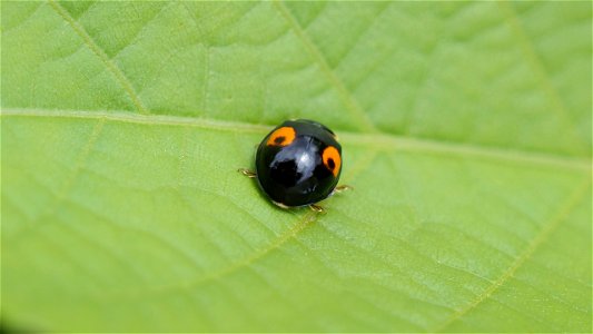 Harmonia axyridis (Asiatischer Marienkäfer) "Hufeisenfleck"-Variante