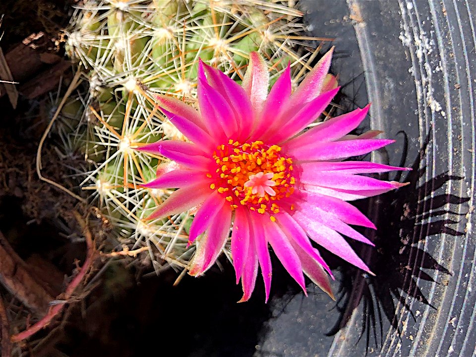 The Crown Jewel Cactus Flower
