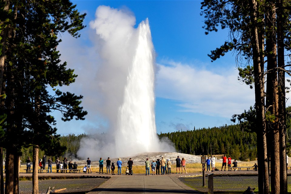 Morning Old Faithful eruption photo