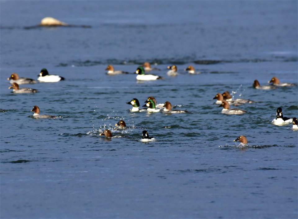 Common goldeneye at Seedskadee National Wildlife Refuge