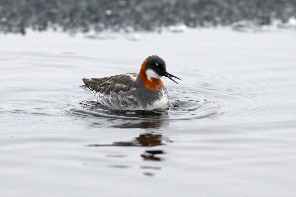 Red-necked phalarope