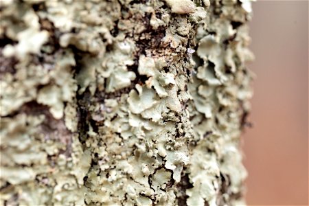 Lichen on Tree photo