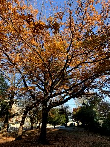 Takeoka, Kiyose-shi in early December