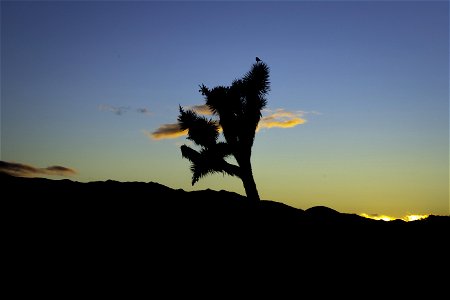 Silhouette of loggerhead shrike (Lanius ludovicianus) on a Joshua tree photo