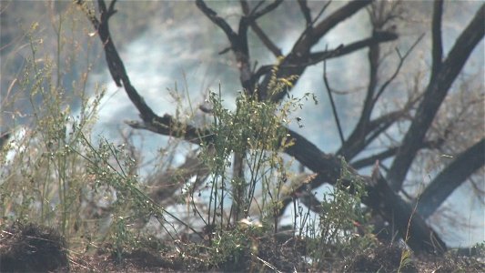 Sagebrush Fire photo