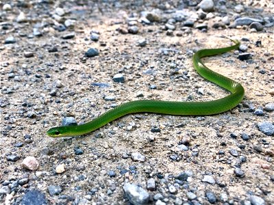 Smooth green snake at Moosehorn National Wildlife Refuge photo