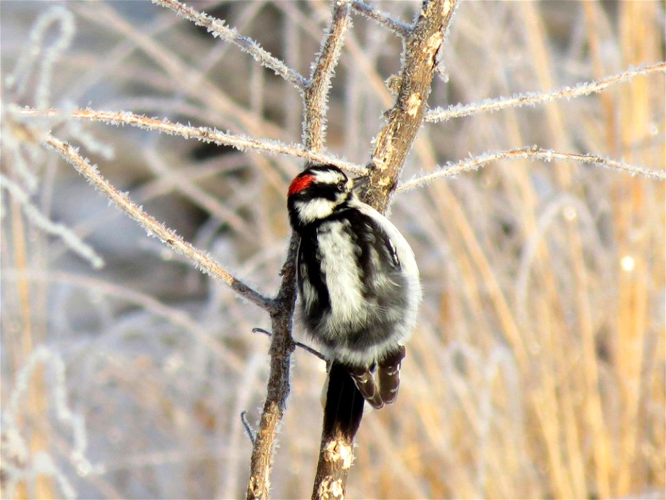 Downy Woodpecker photo