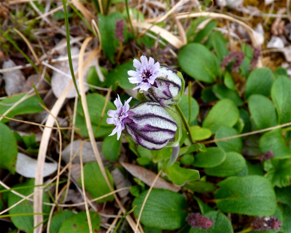 Melandrium_6-30-10