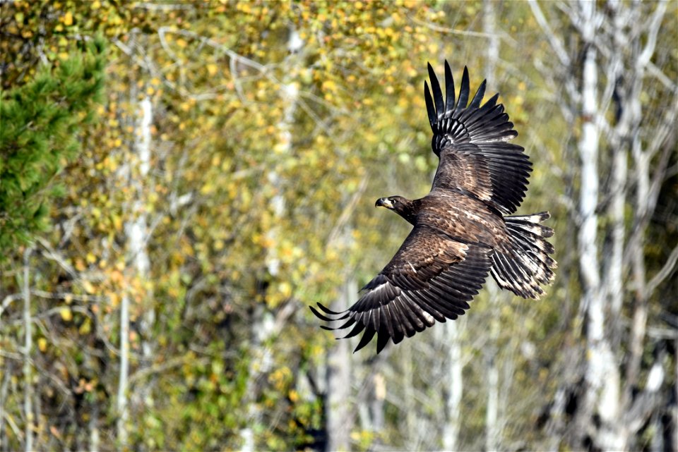 Juvenile bald eagle in flight