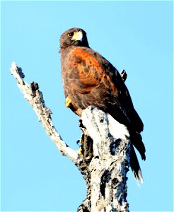 221 - HARRIS'S HAWK (02-14-2023) bentsen rio grande sp, hidalgo co, tx -01