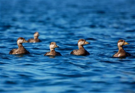 Black Scoter